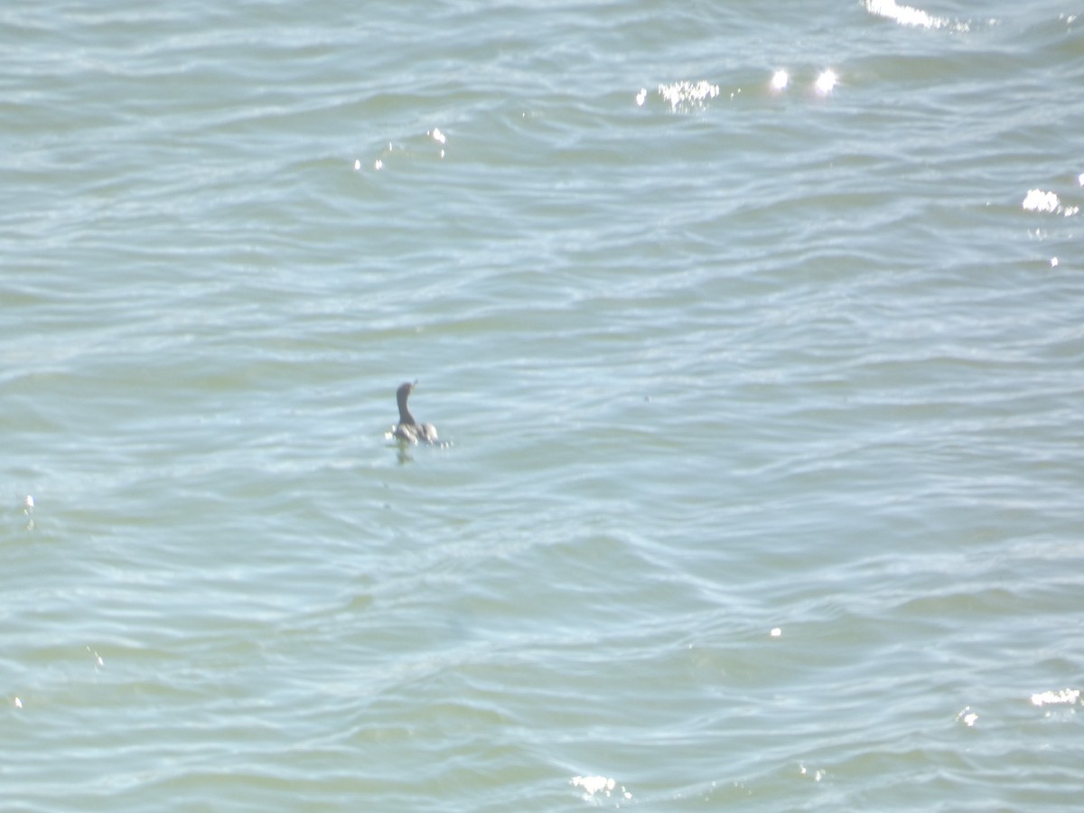 Ohrenscharbe - ML646278341