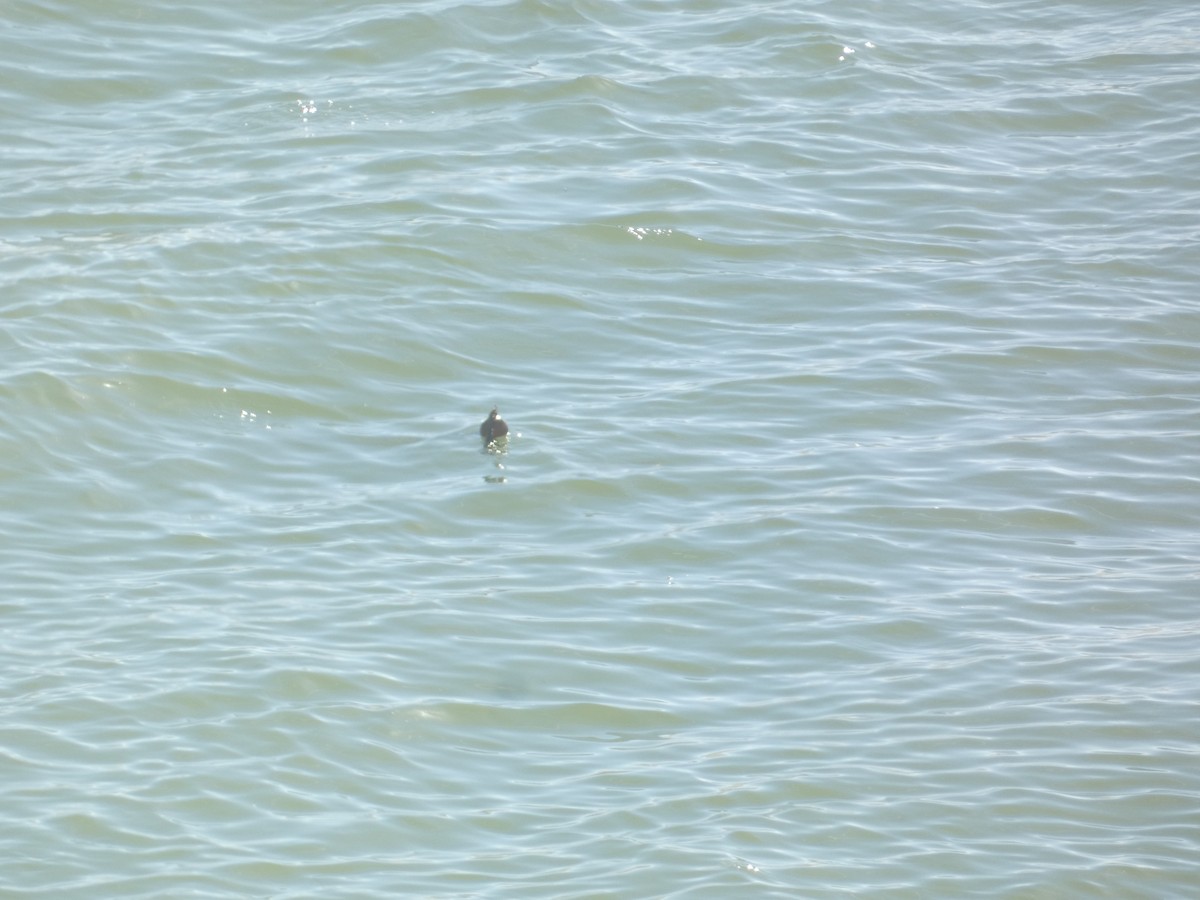 Ohrenscharbe - ML646278342