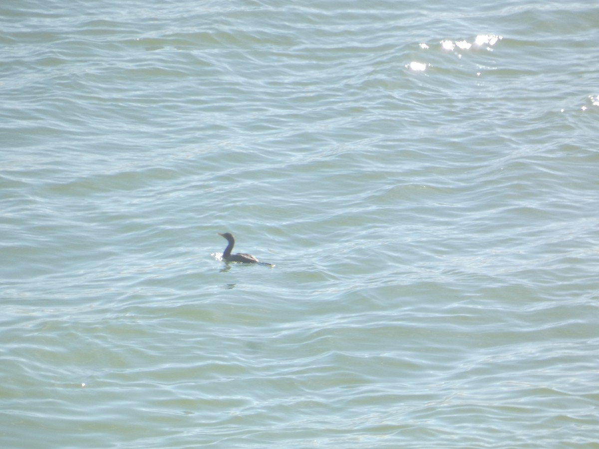 Ohrenscharbe - ML646278343