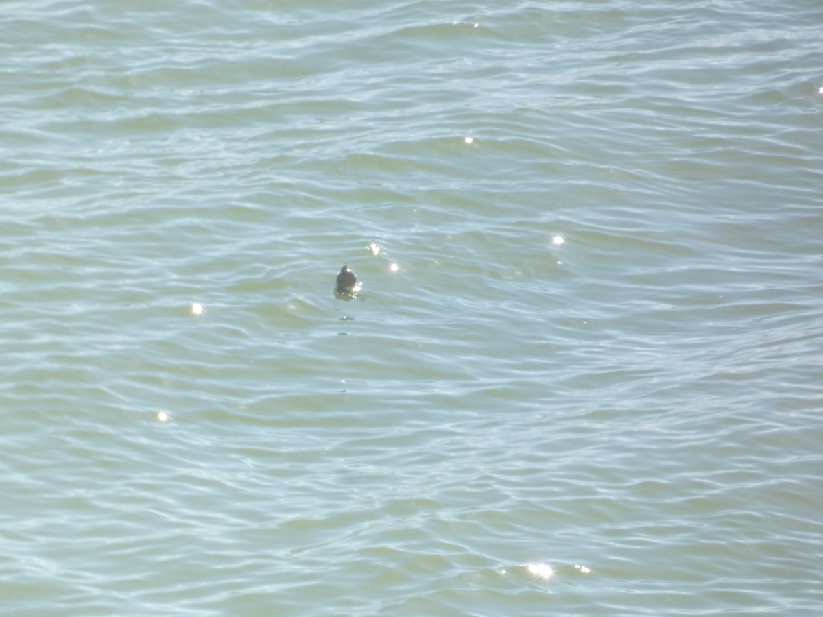 Ohrenscharbe - ML646278344