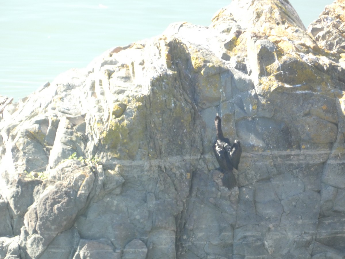 Ohrenscharbe - ML646278345