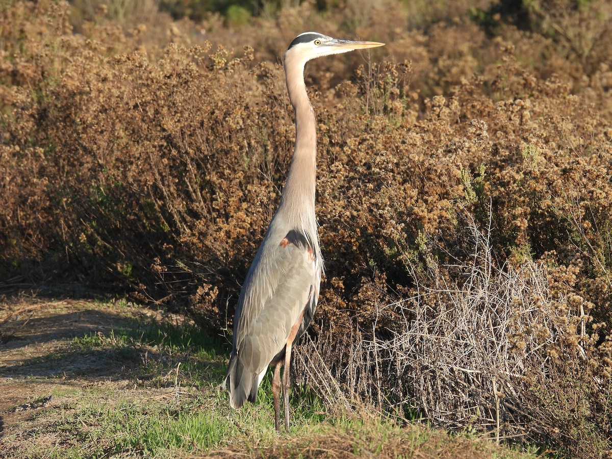 Koartza hauskara amerikarra - ML646278357