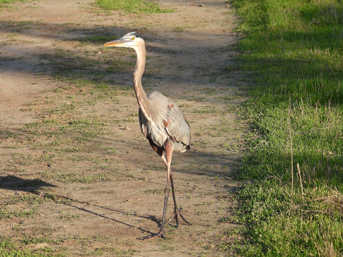 Koartza hauskara amerikarra - ML646278358