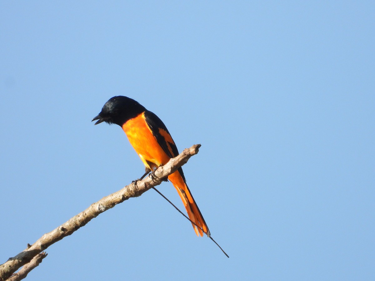 Orangemennigvogel - ML646278360