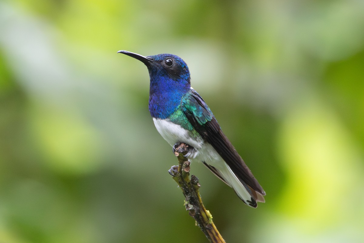 White-necked Jacobin - ML646278363