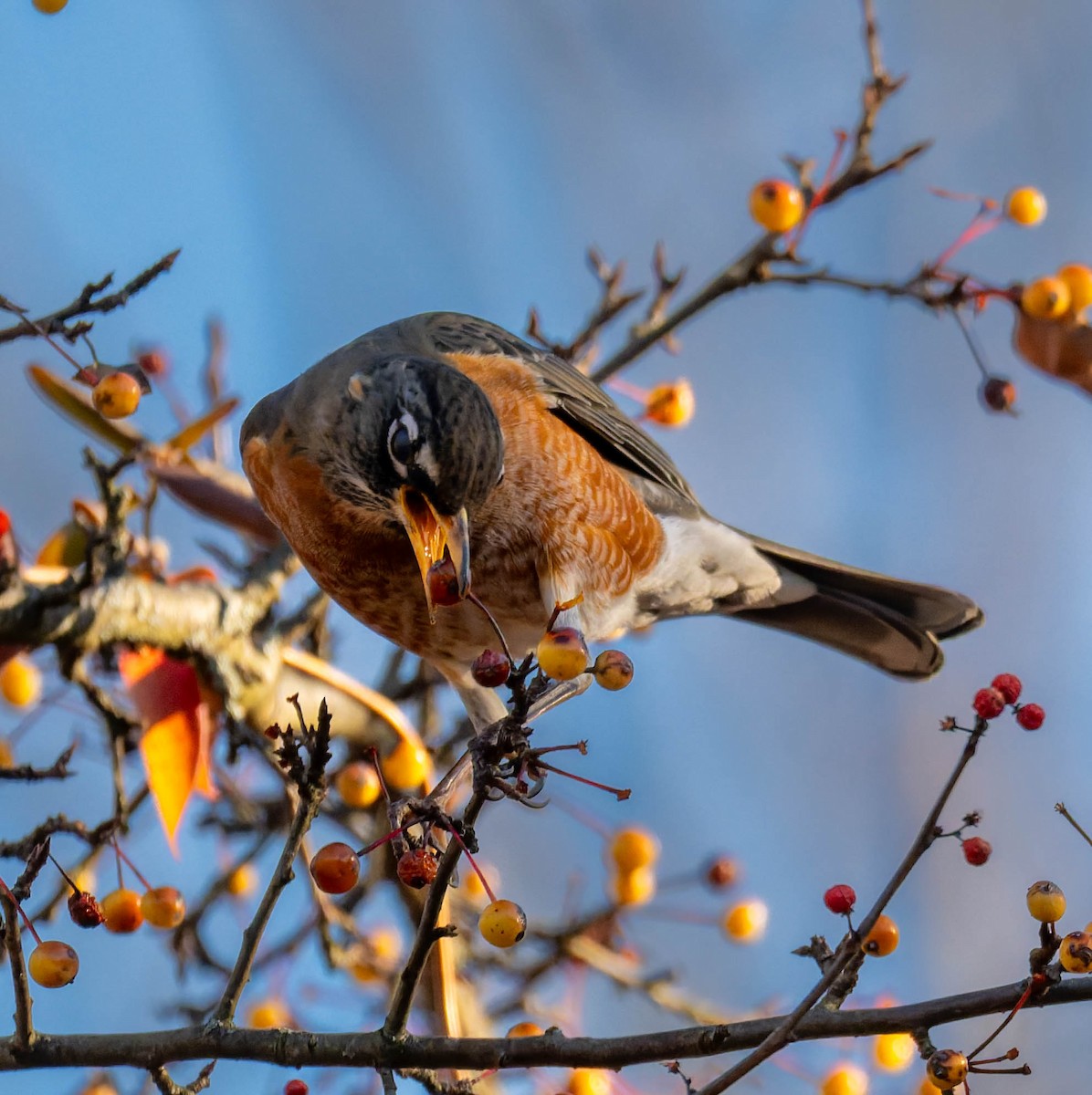American Robin - ML646278367
