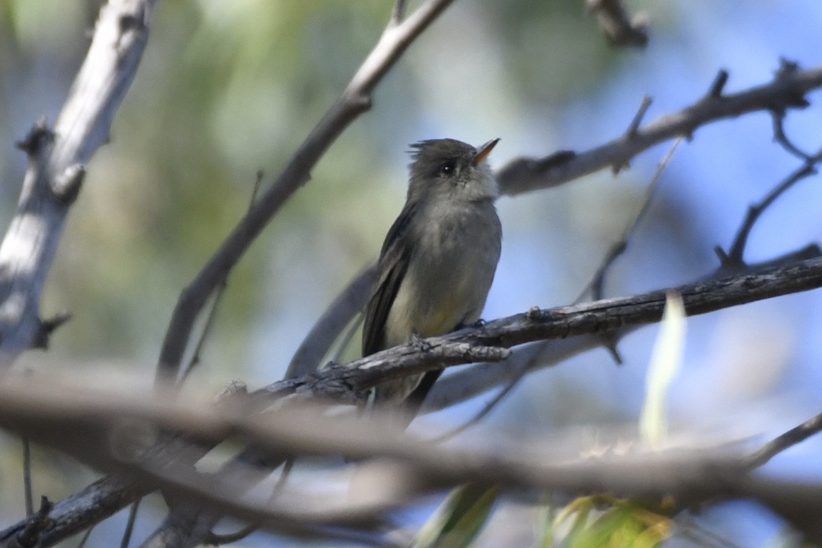Greater Pewee - ML646278371