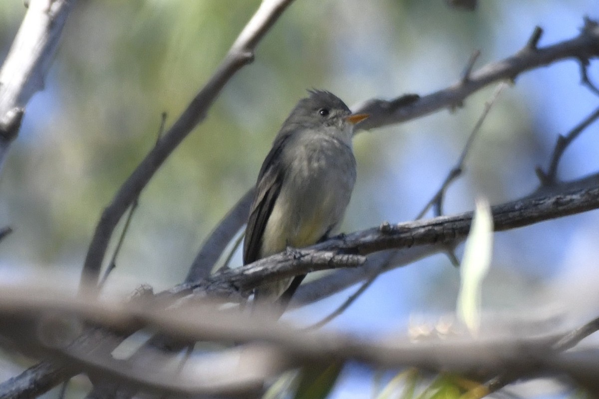 Greater Pewee - ML646278372