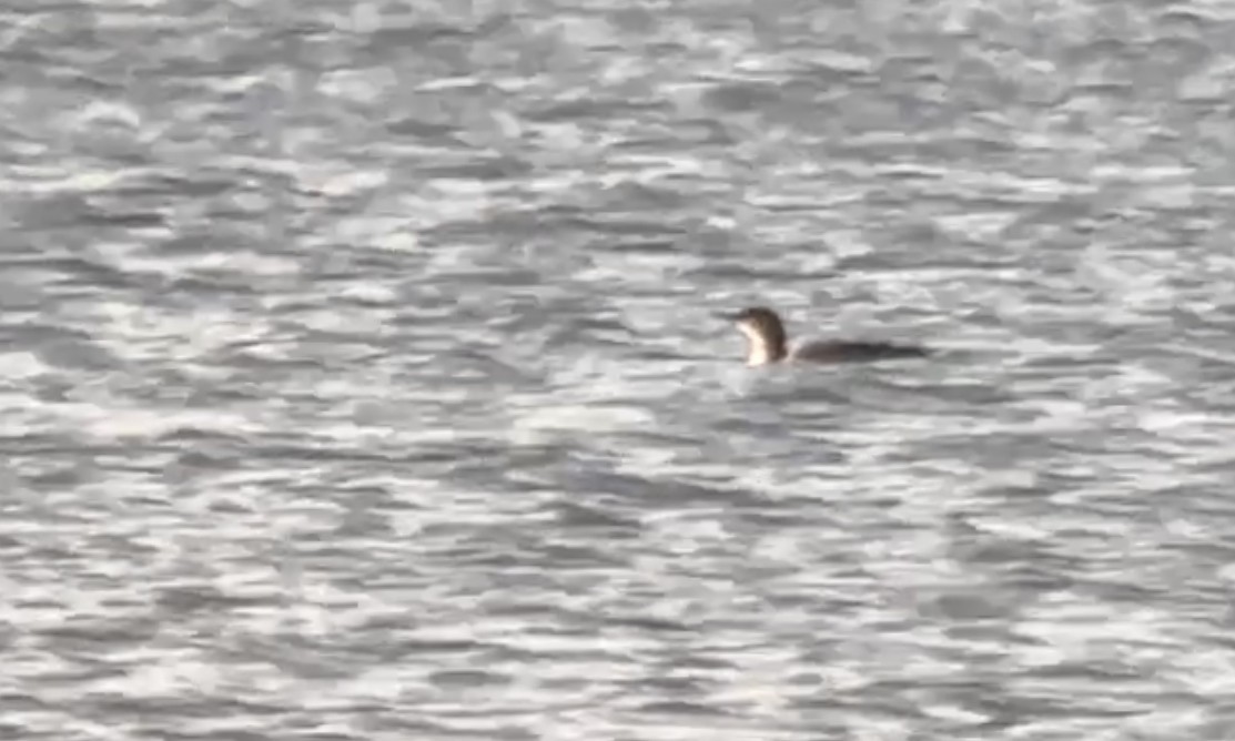 צוללן אדום-גרון - ML646278374