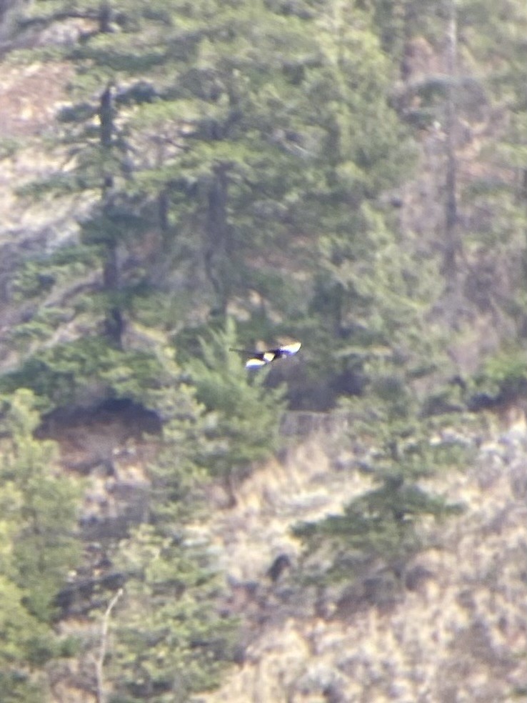 Black-billed Magpie - ML646278377