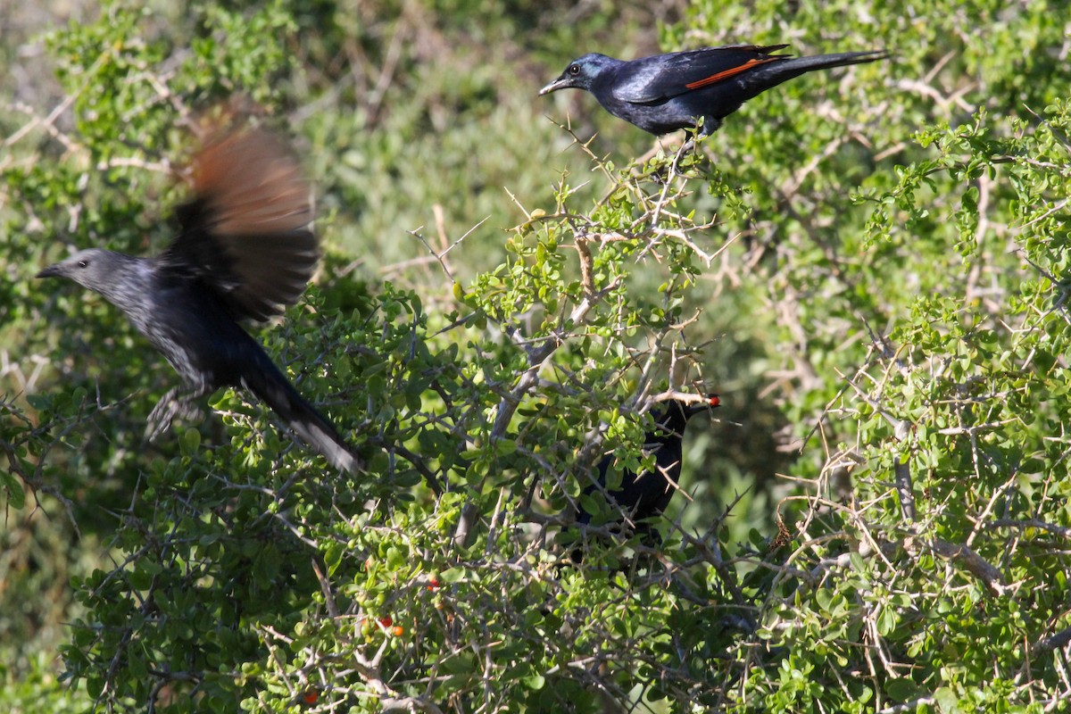 Rufipenne morio - ML646278378