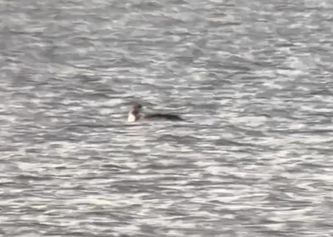 צוללן אדום-גרון - ML646278379