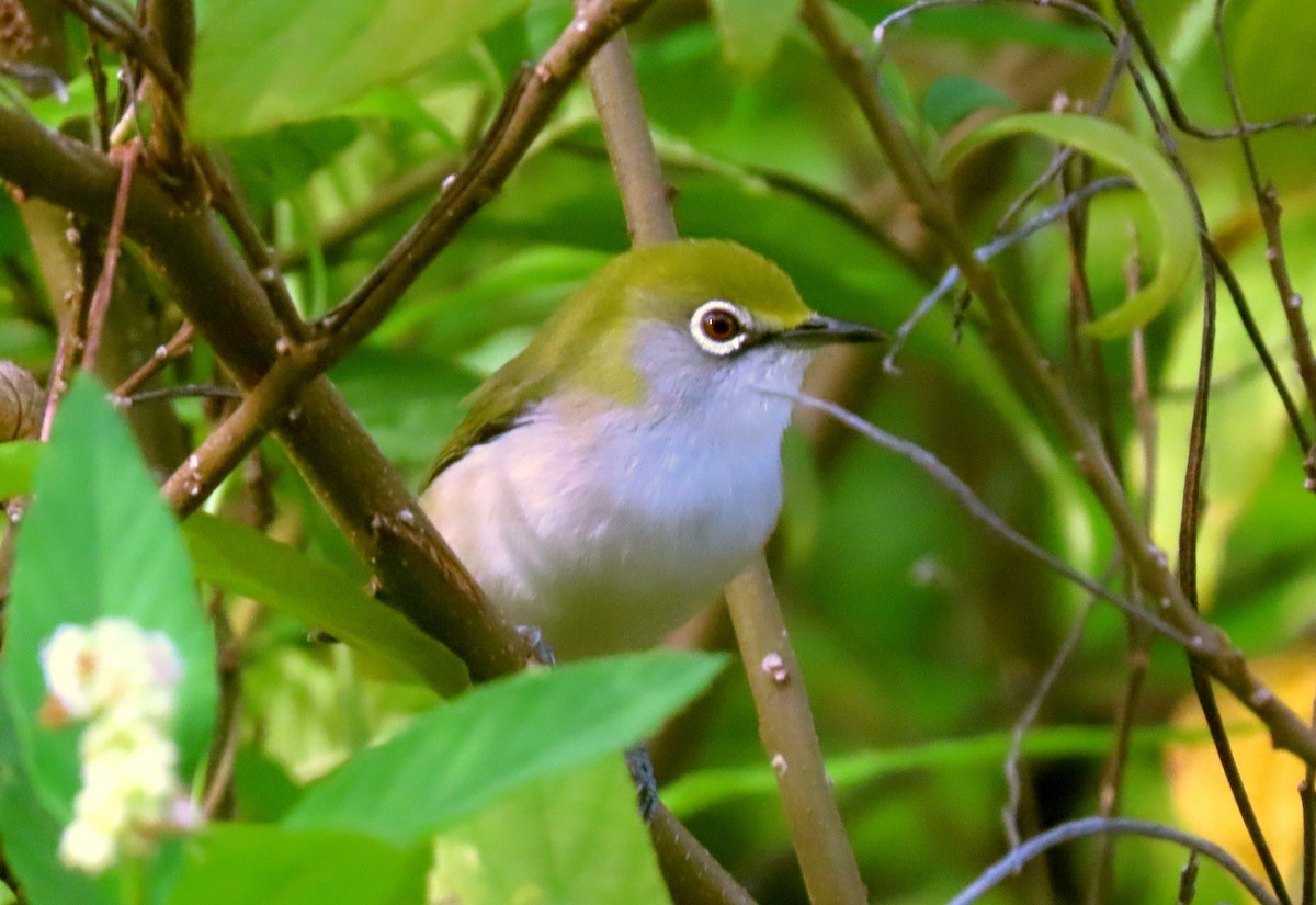 Christmas Island White-eye - ML646278380