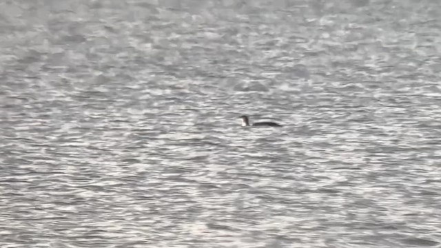 Colimbo Chico - ML646278382