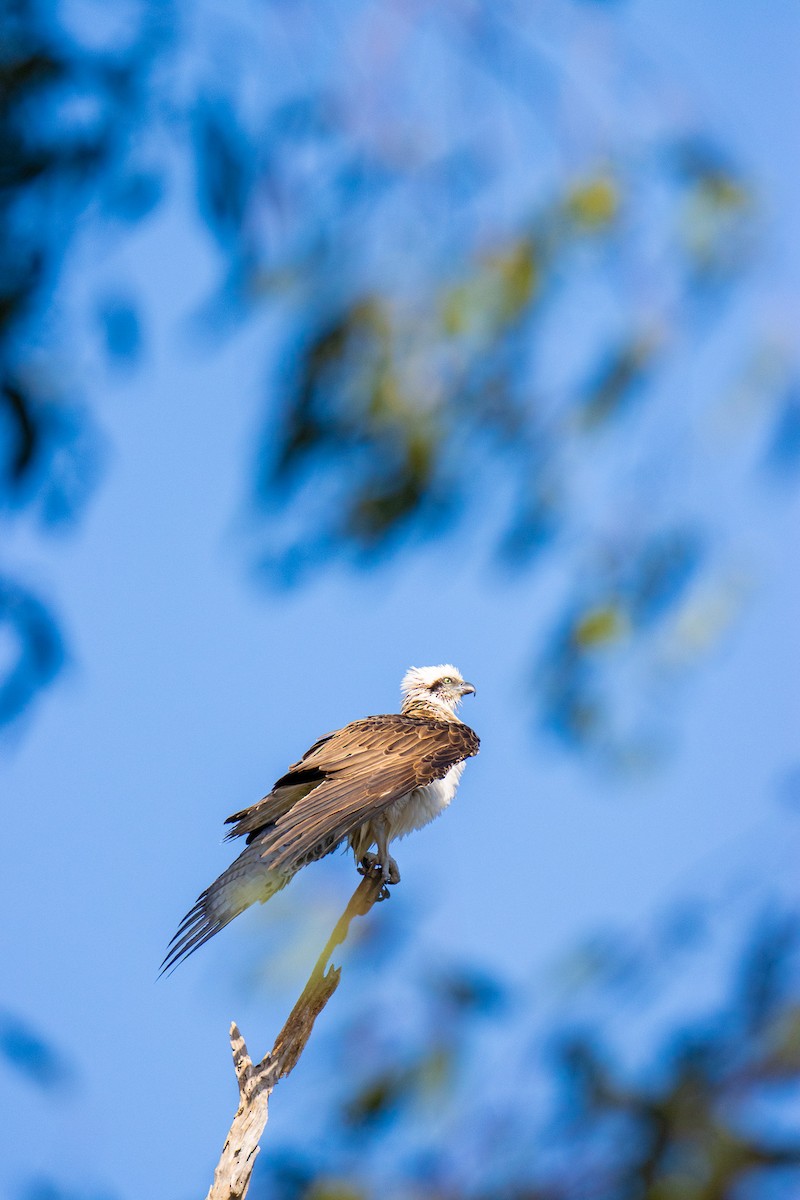 Osprey (Australasian) - ML646278385