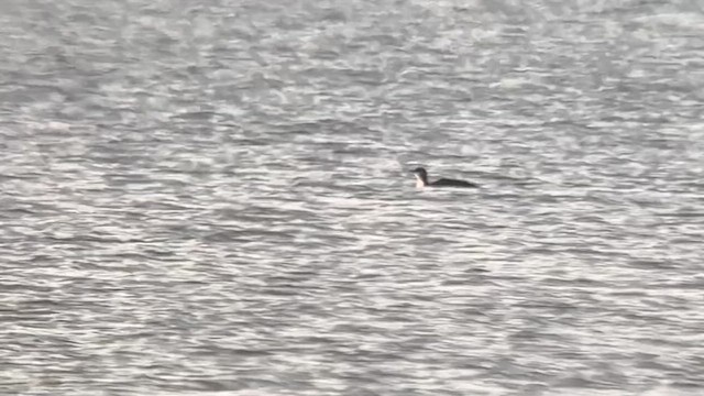 Colimbo Chico - ML646278387