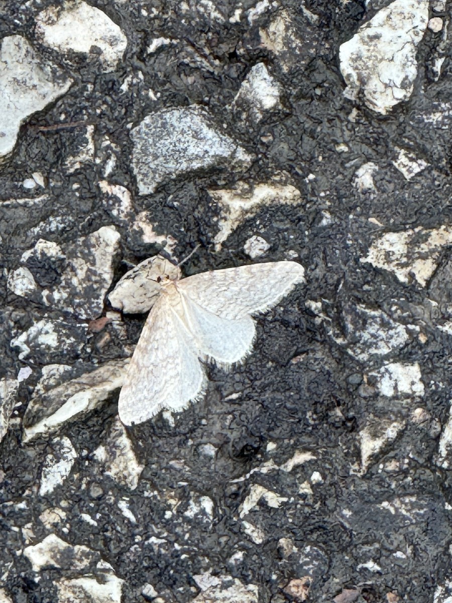 Bruce Spanworm Moth - ML646278388