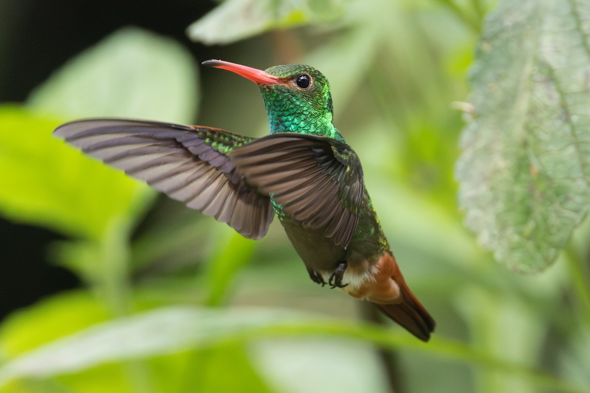 Rufous-tailed Hummingbird - ML646278389