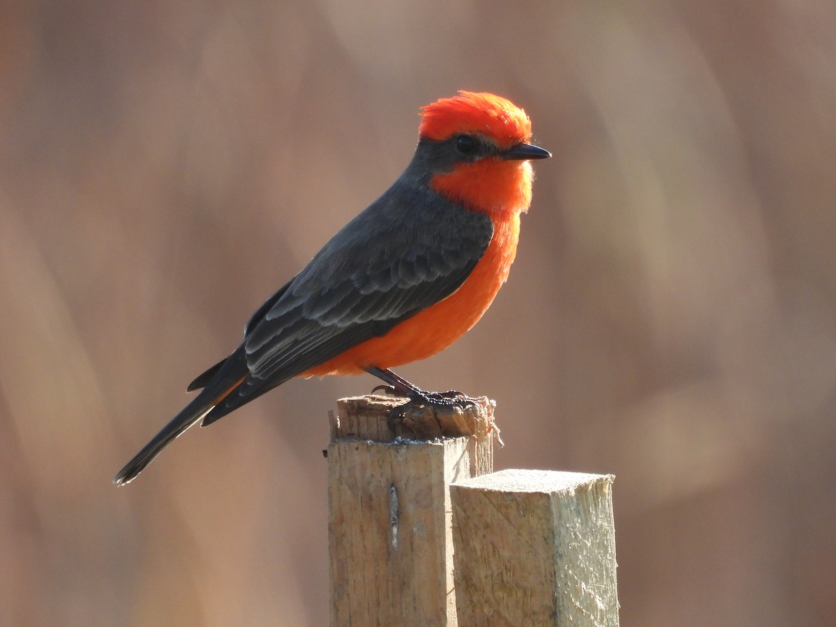 Vermilion Flycatcher - ML646278390