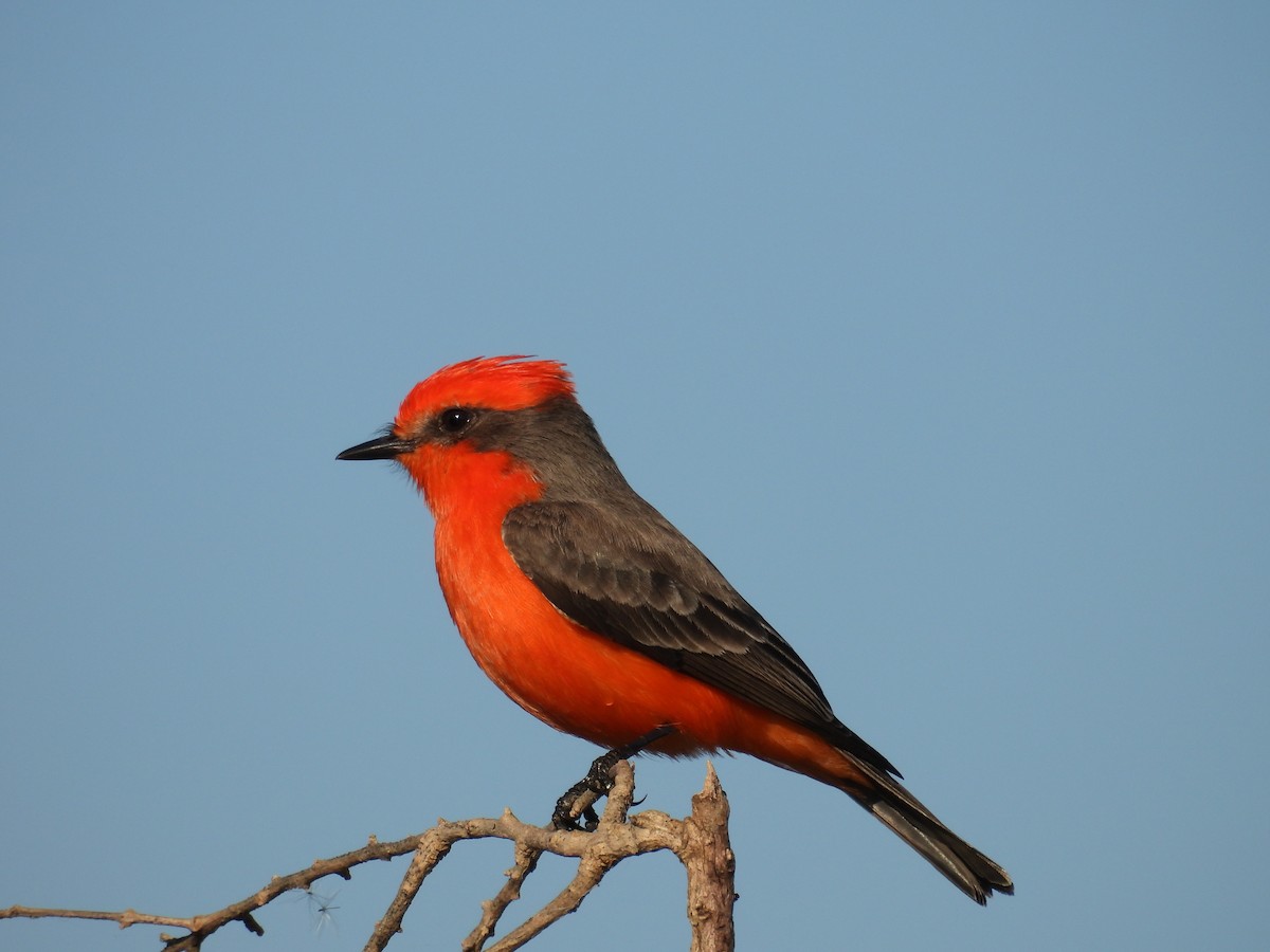 Rubintyrann - ML646278391