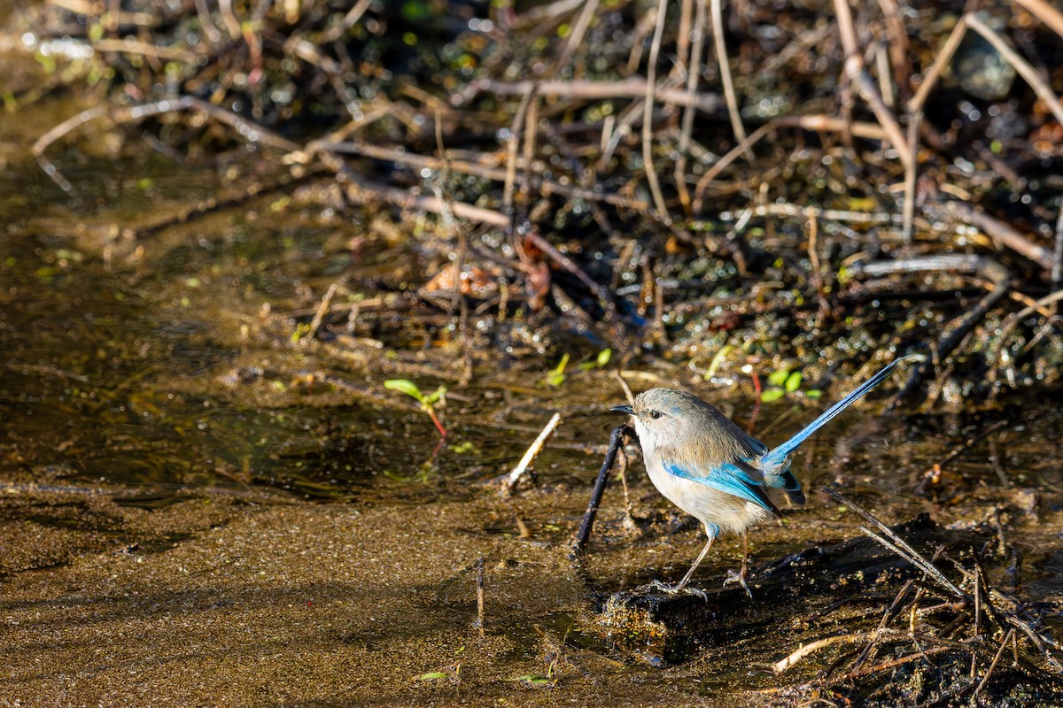 Splendid Fairywren - ML646278396