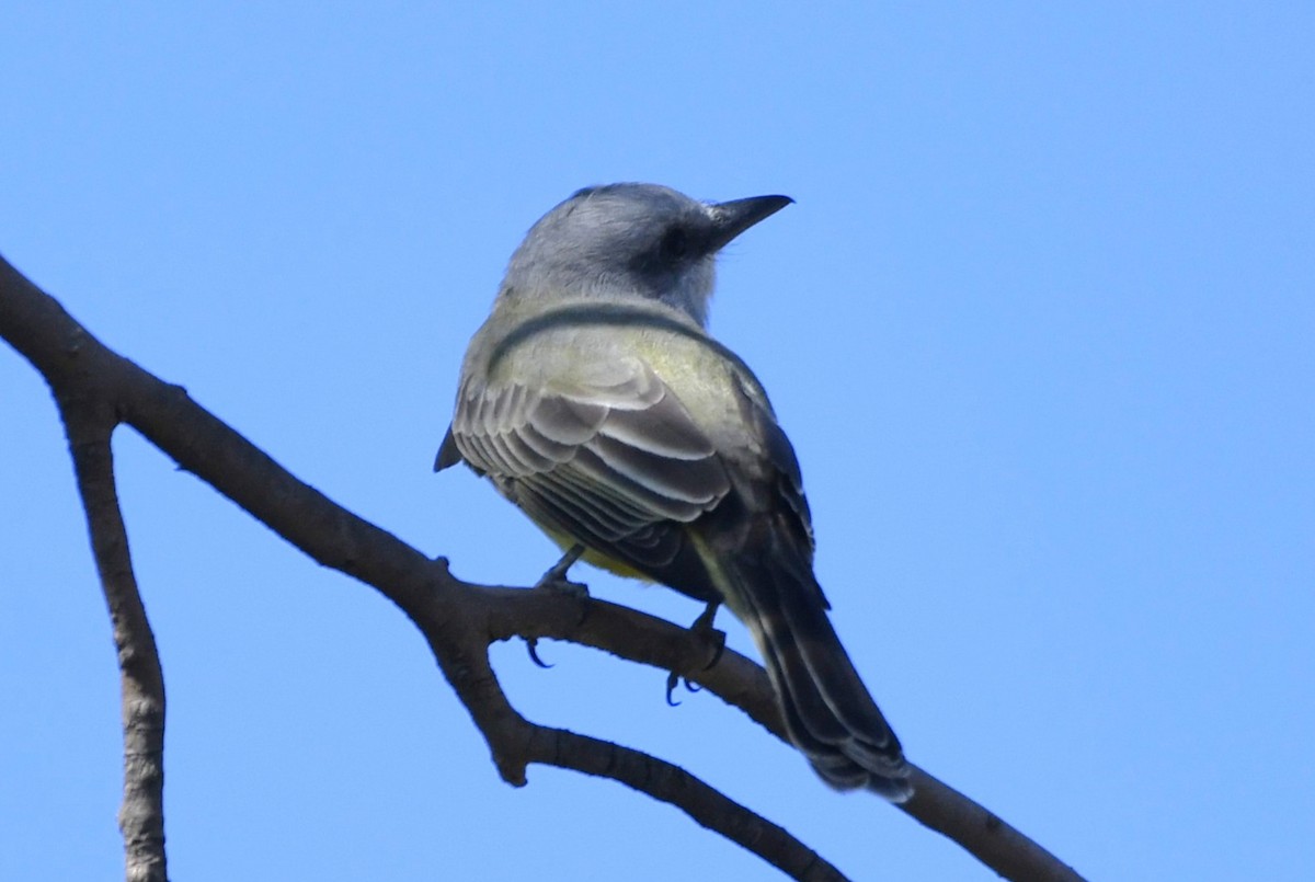 ハシボソタイランチョウ - ML646278397