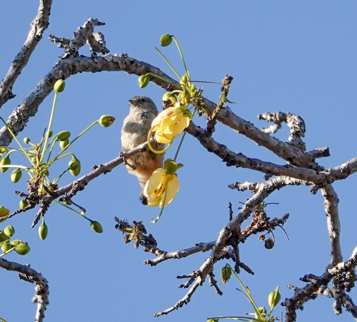 Белолобый ремез - ML646278401