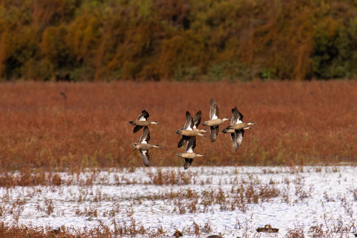 Gray Teal - ML646278408