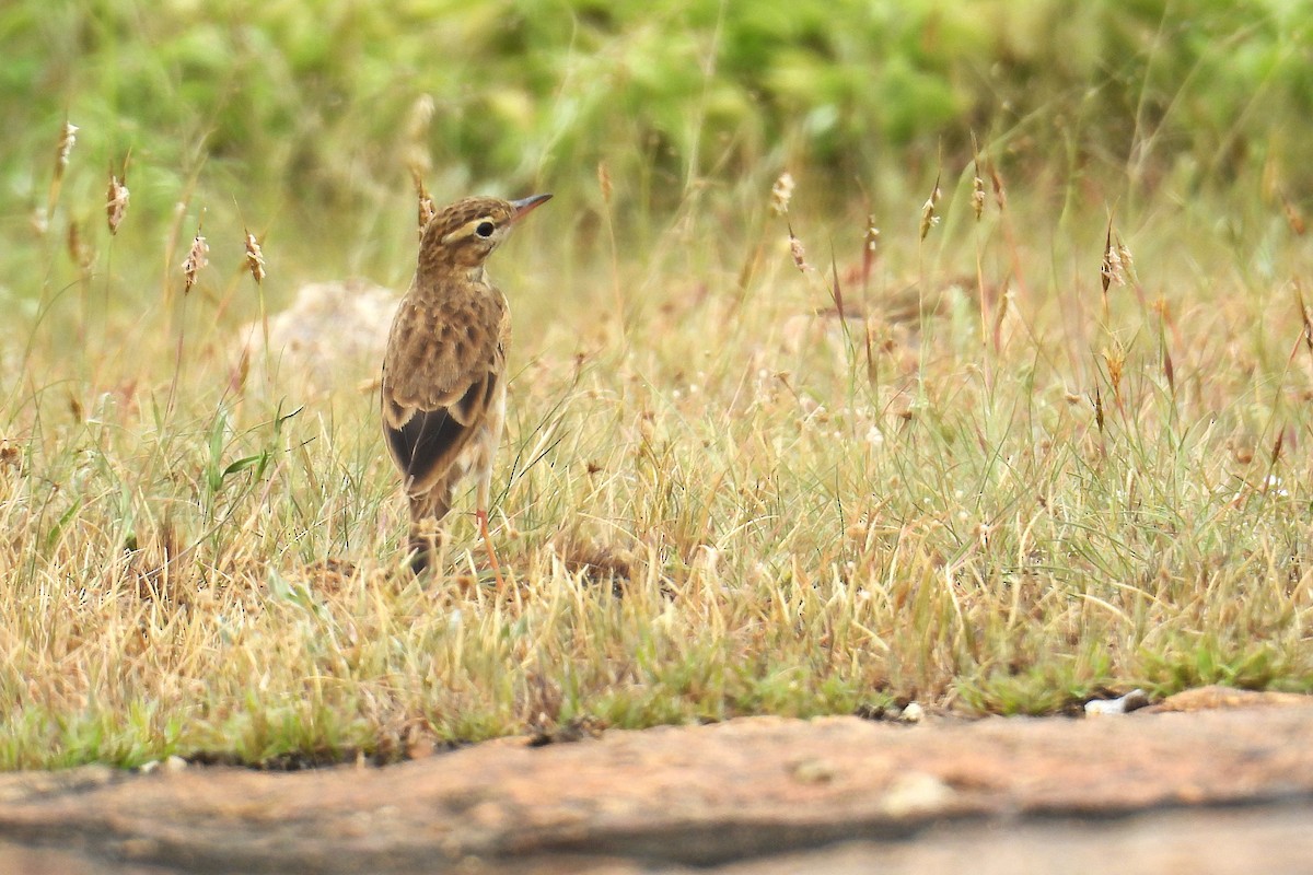 Orientspornpieper - ML646278409