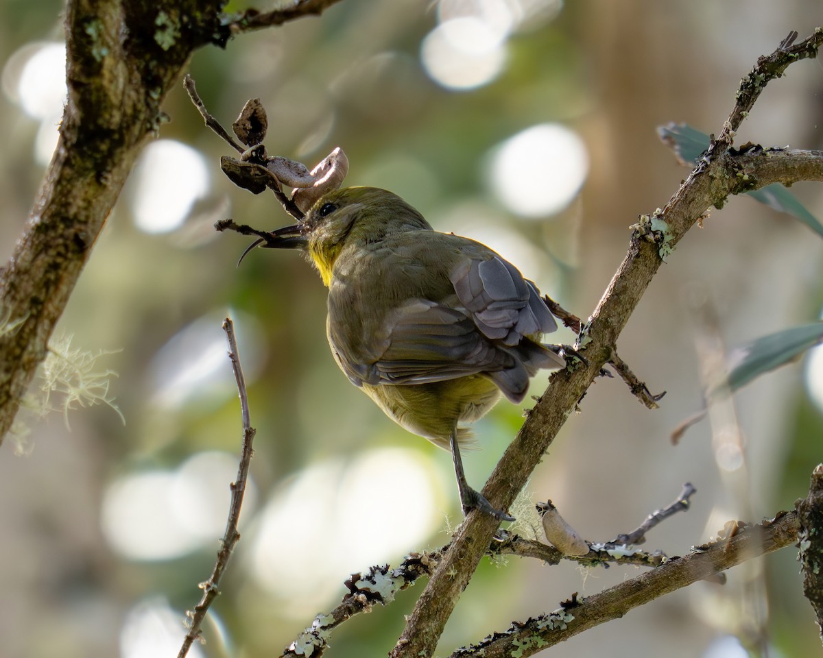 カワリハシハワイミツスイ - ML646278410