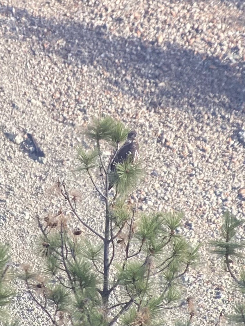 Pygargue à tête blanche - ML646278412