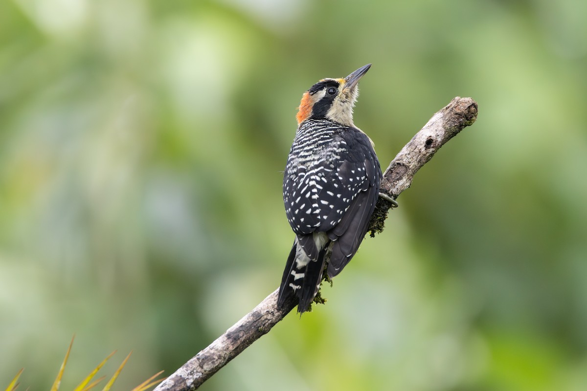 Schläfenfleckspecht - ML646278413