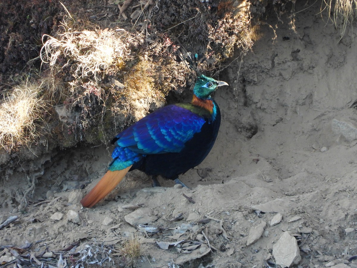 Rostschwanz-Glanzfasan - ML646278418