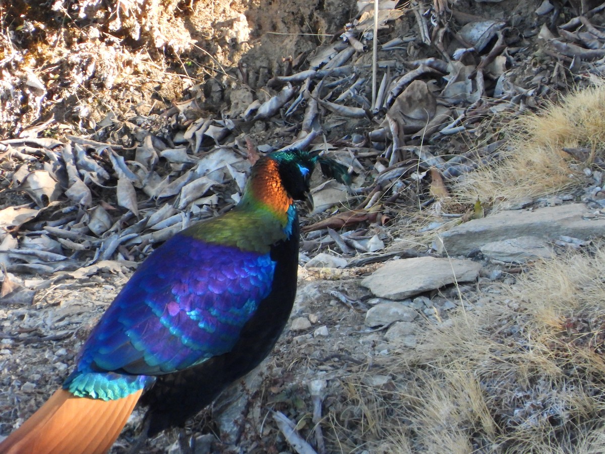 Rostschwanz-Glanzfasan - ML646278419