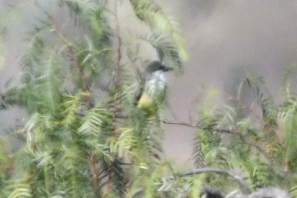 Dickschnabel-Königstyrann - ML646278422