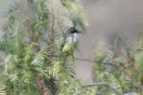 Dickschnabel-Königstyrann - ML646278424