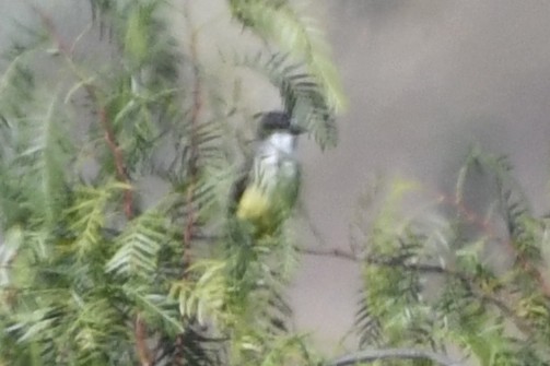 Dickschnabel-Königstyrann - ML646278425