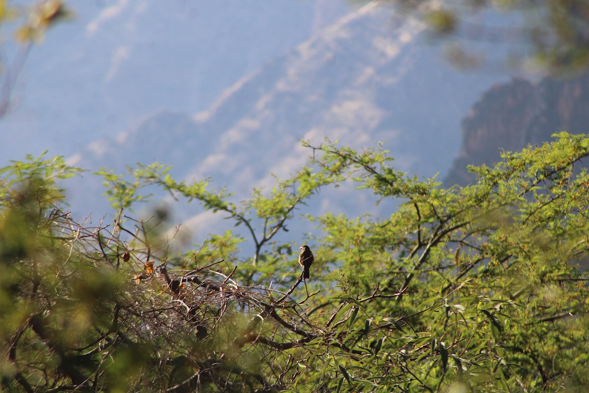 Yellow-bellied Seedeater - ML646278426