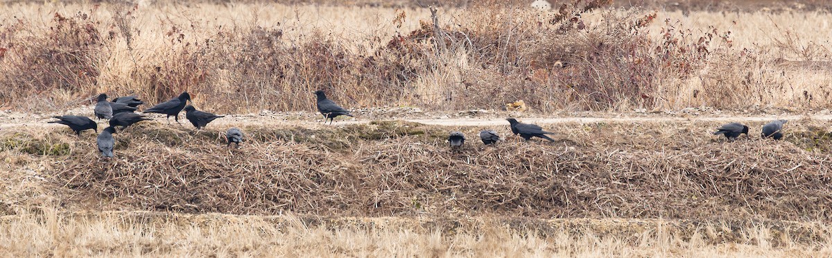 Rabenkrähe - ML646278428