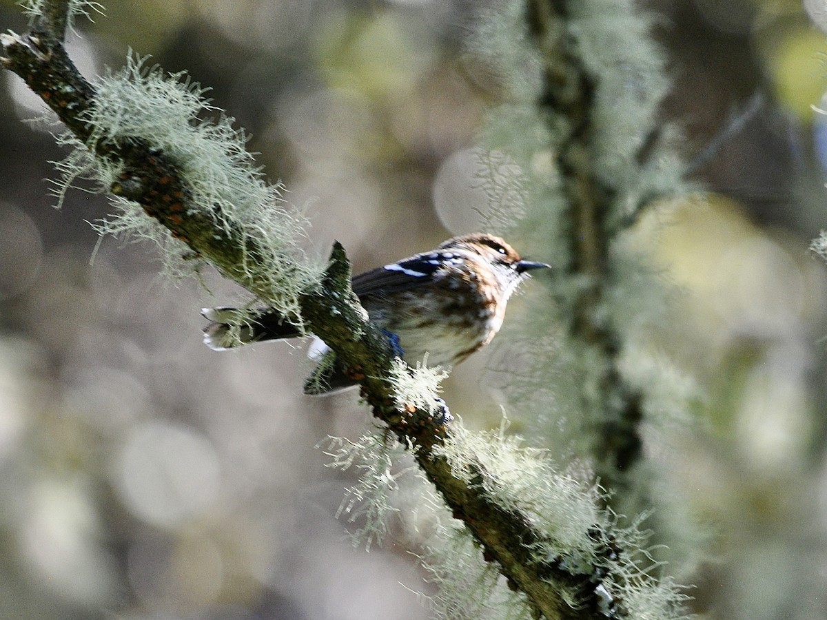 Hawaiimonarch - ML646278429