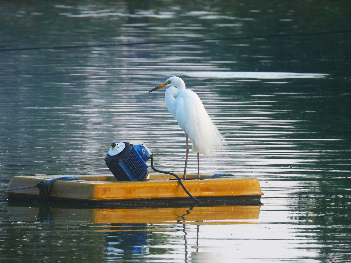 Silberreiher (modesta) - ML646278430