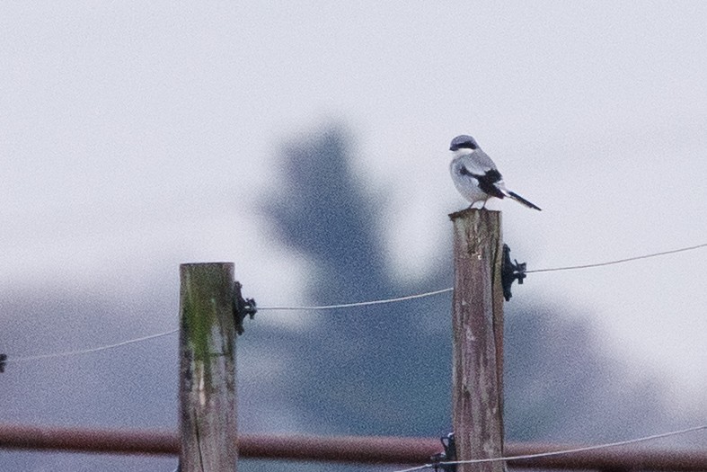 Louisianawürger - ML646278431