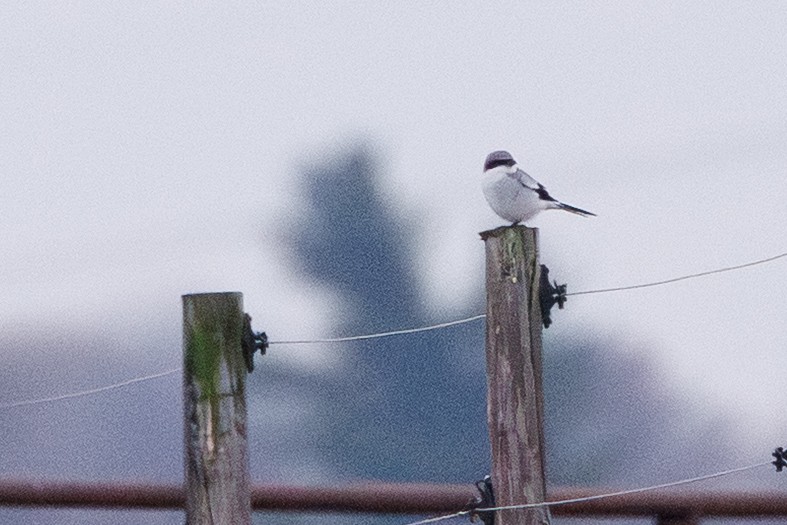 Louisianawürger - ML646278432