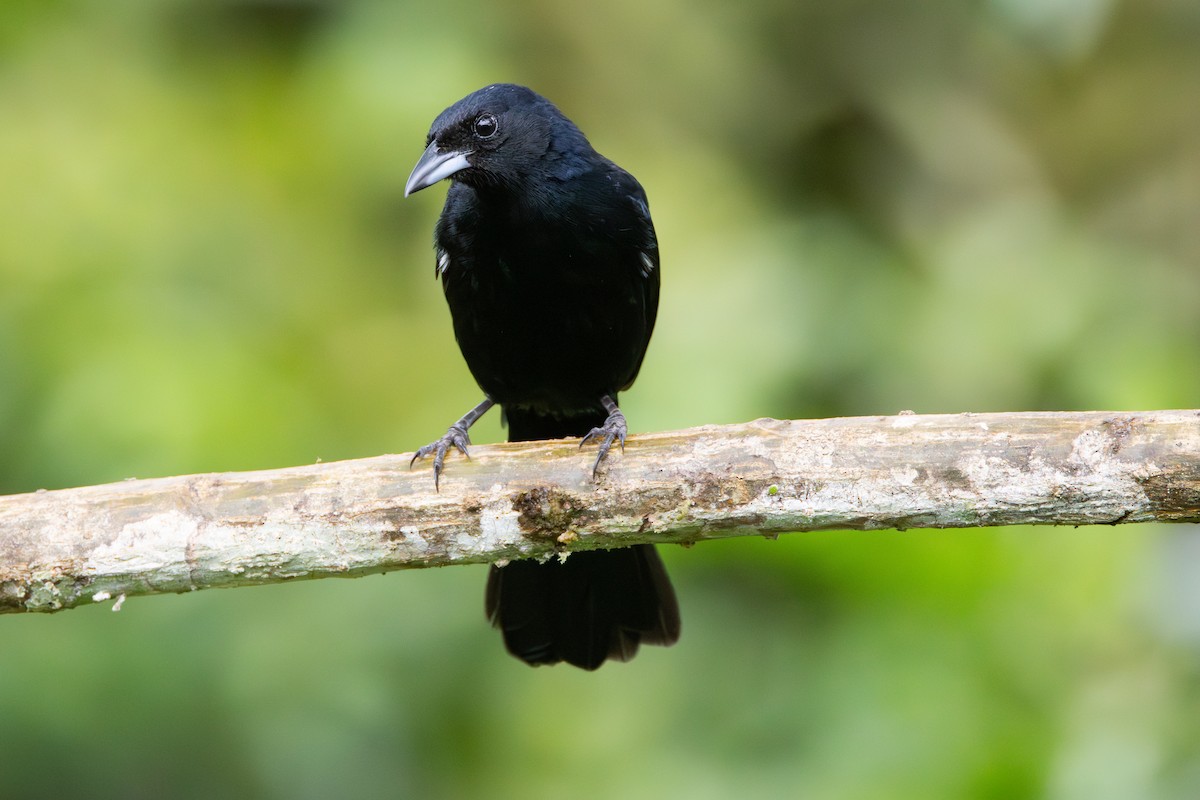 Schwarztangare - ML646278433