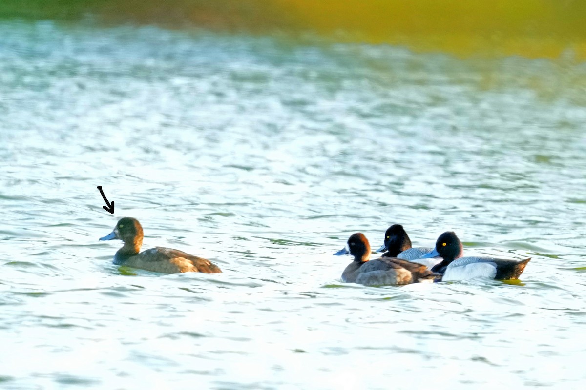 Bergente - ML646278434