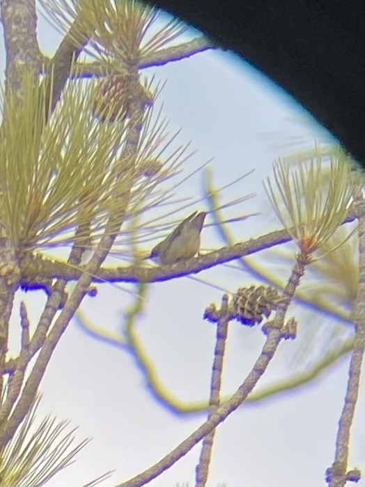 Zwergkleiber - ML646278435