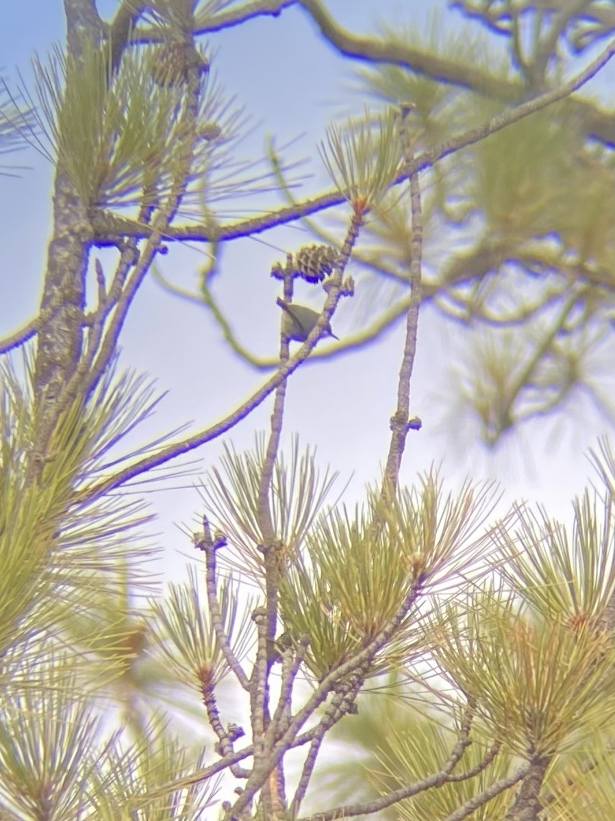 Zwergkleiber - ML646278436