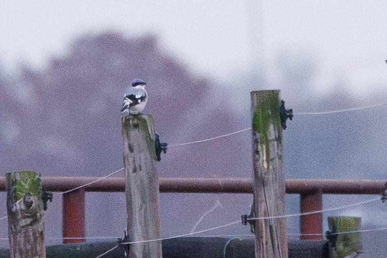 Louisianawürger - ML646278437