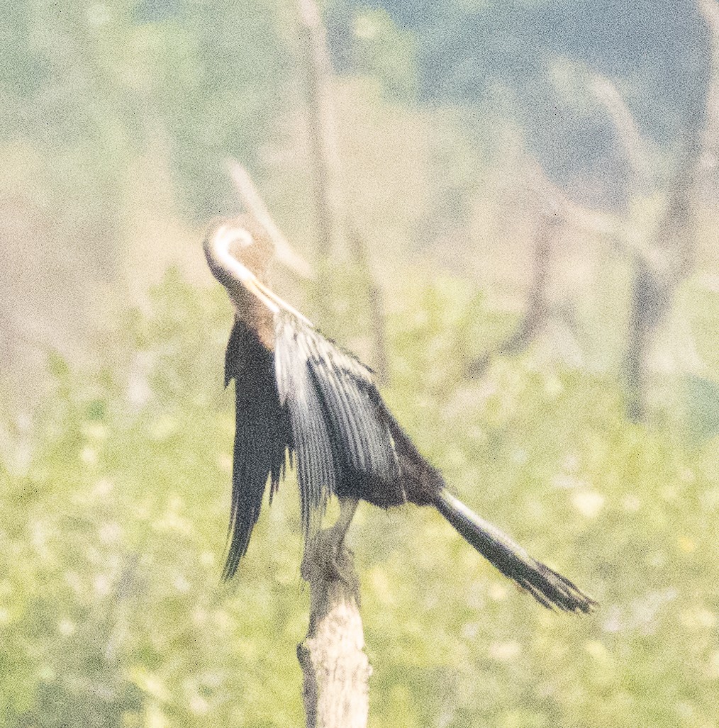 Silberreiher - ML646278438