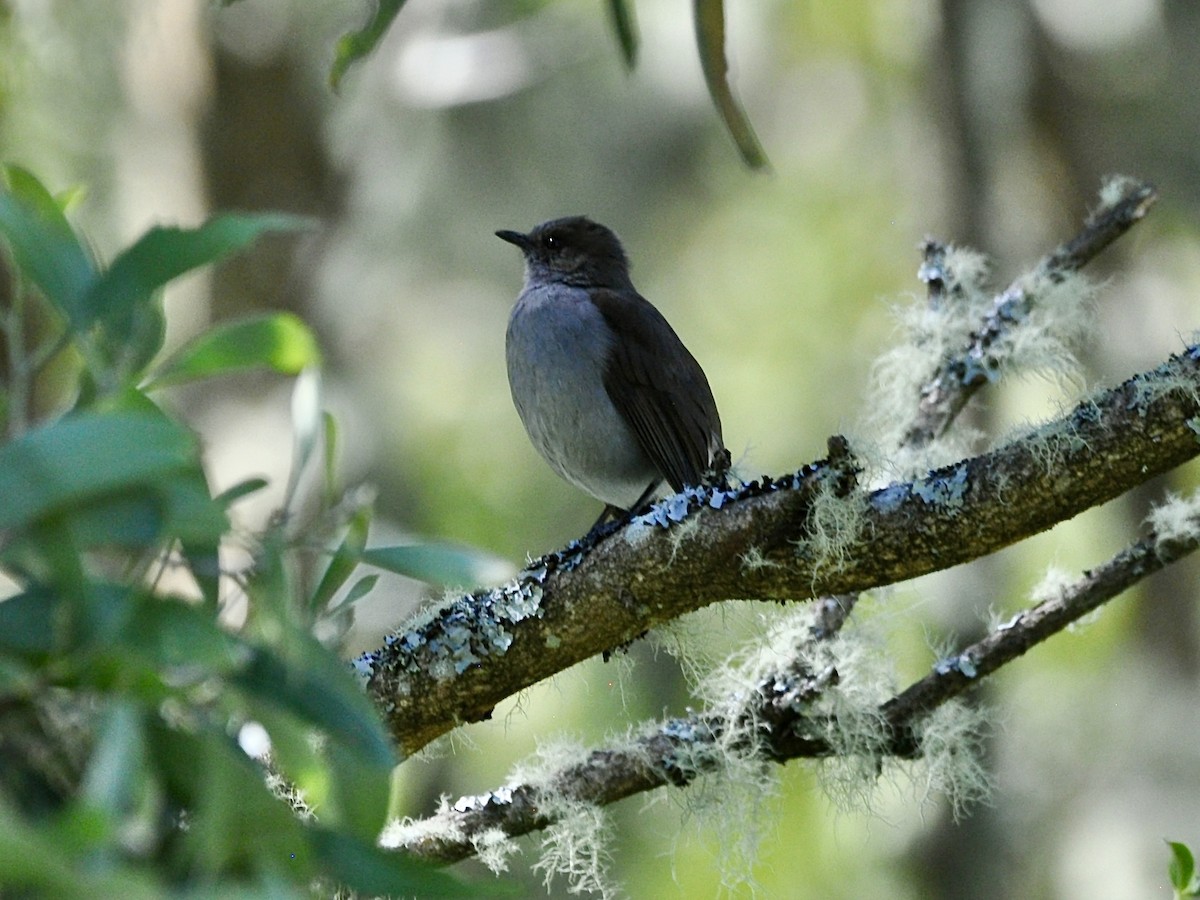 Hawaiiklarino - ML646278440